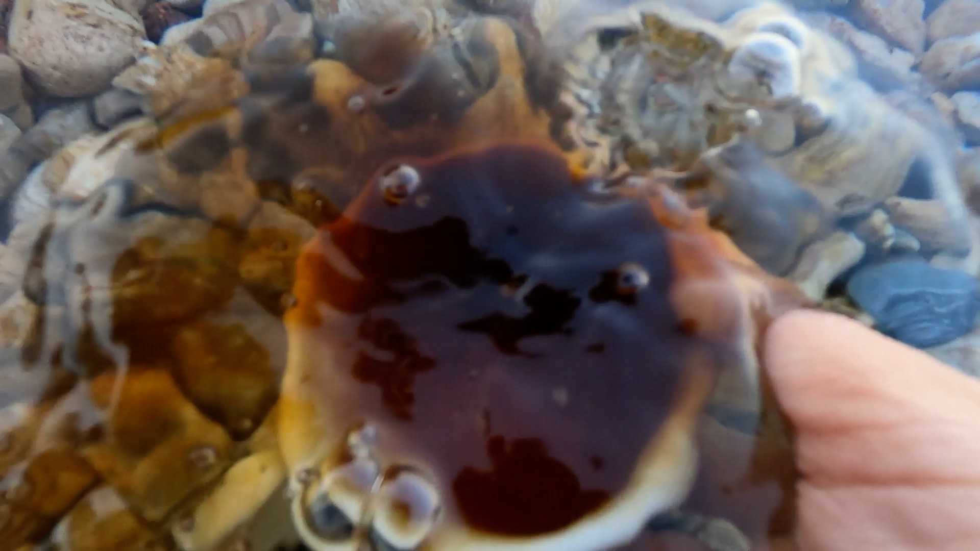still from the video:Mollusks, sunset
